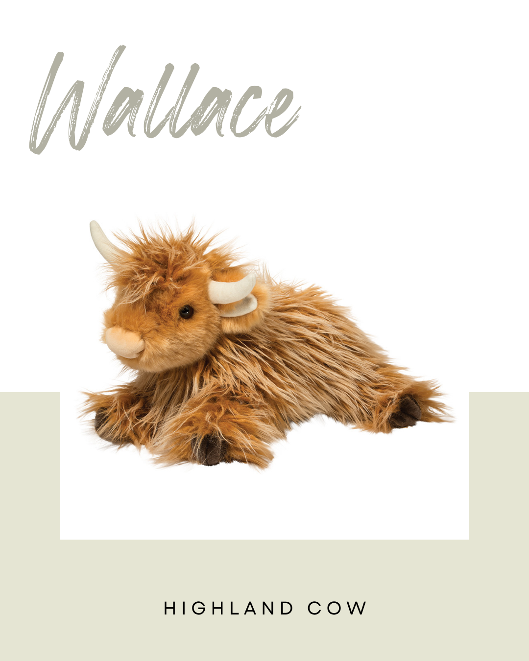 Wallace Highland Cow