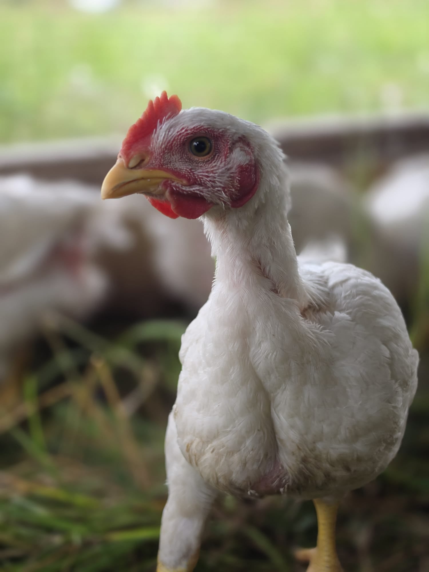 Pasture-Raised, Soy-Free, Non-GMO Raw Chicken